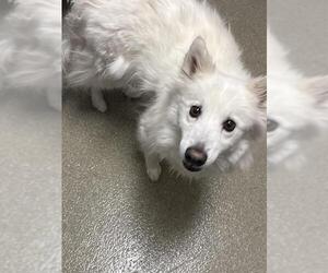 American Eskimo Dog-Unknown Mix Dogs for adoption in Las Vegas, NV, USA