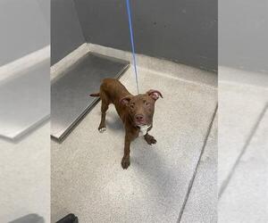 American Staffordshire Terrier-Labrador Retriever Mix Dogs for adoption in Tallahassee, FL, USA