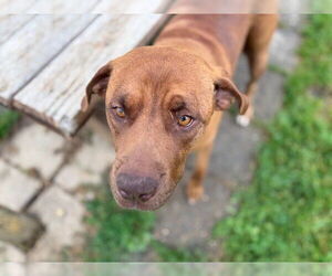 Redbone Coonhound-Unknown Mix Dogs for adoption in Tulsa, OK, USA