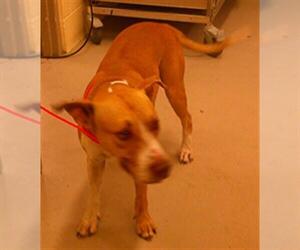 Mutt Dogs for adoption in Sanford, FL, USA