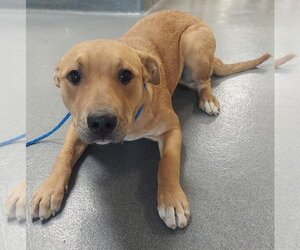 American Pit Bull Terrier-Mountain Cur Mix Dogs for adoption in Glen Allen, VA, USA