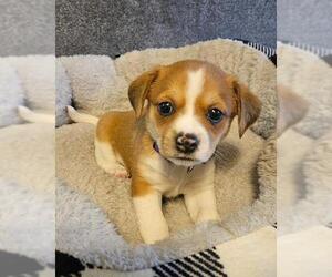 Chiweenie Dogs for adoption in Los Angeles, CA, USA