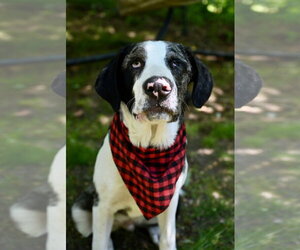 Mutt Dogs for adoption in Wakefield, RI, USA