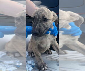 Catahoula Leopard Dog-Unknown Mix Dogs for adoption in Bolivar, MO, USA