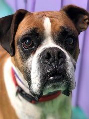 Boxer Dogs for adoption in Edmond, OK, USA