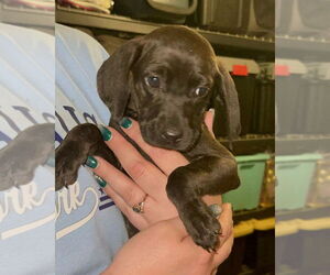 Labrador Retriever-Unknown Mix Dogs for adoption in Brewster, NY, USA