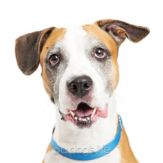 Bullboxer Pit Dogs for adoption in Tempe, AZ, USA
