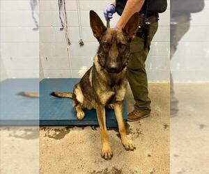 Mutt Dogs for adoption in Woodland, CA, USA