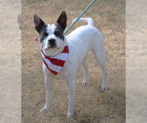 American Bulldog-Unknown Mix Dogs for adoption in Bandera, TX, USA