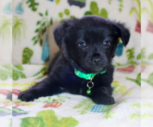 Havanese-Unknown Mix Dogs for adoption in Brooklyn Center, MN, USA