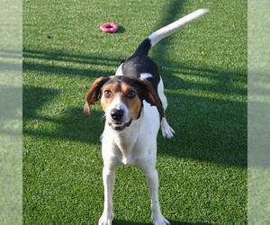 Treeing Walker Coonhound-Unknown Mix Dogs for adoption in Murfreesboro, TN, USA