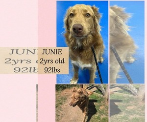 German Shepherd Dog-Unknown Mix Dogs for adoption in Woodbury, NY, USA