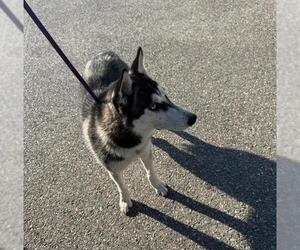 Siberian Husky Dogs for adoption in Ogden, UT, USA