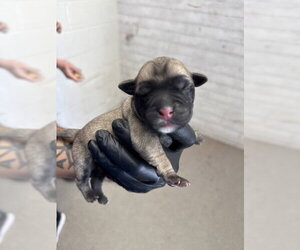 Mutt Dogs for adoption in San Bernardino, CA, USA