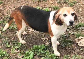 Beagle Dogs for adoption in Genesee, WI, USA