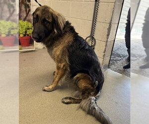 German Shepherd Dog-Unknown Mix Dogs for adoption in San Bernardino, CA, USA