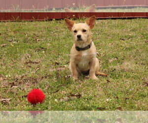 Chihuahua-Unknown Mix Dogs for adoption in FRAMINGHAM, MA, USA