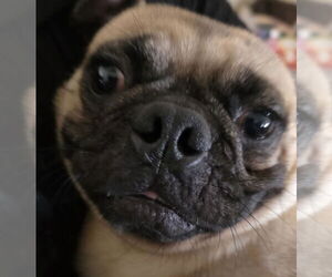 Pug-Unknown Mix Dogs for adoption in Minneapolis, MN, USA
