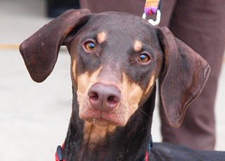 Doberman Pinscher Dogs for adoption in Mishawaka, IN, USA