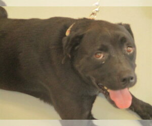 Labrador Retriever Dogs for adoption in Ocala, FL, USA
