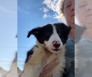 Border Collie Dogs for adoption in Lancaster, PA, USA