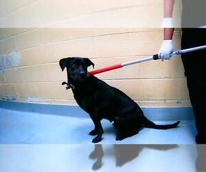Mutt Dogs for adoption in Tulsa, OK, USA