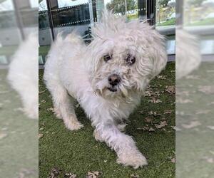 Poodle (Miniature) Dogs for adoption in San Martin, CA, USA