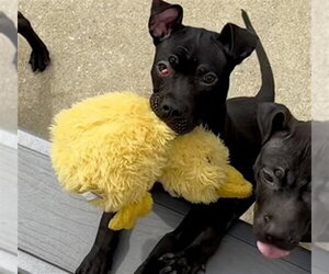 Medium Photo #1 American Pit Bull Terrier Puppy For Sale in Aurora, IL, USA