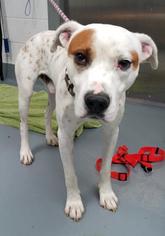 Medium Photo #1 Bulldog-Unknown Mix Puppy For Sale in Mission, KS, USA