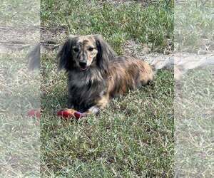 Dachshund Dogs for adoption in Tampa, FL, USA