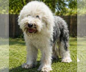 Mutt Dogs for adoption in Minneapolis, MN, USA
