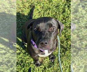 Labrador Retriever Dogs for adoption in Fort Lauderdale, FL, USA