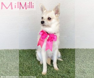 Chihuahua-Unknown Mix Dogs for adoption in San Diego, CA, USA