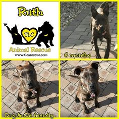 Rottweiler-American Pit Bull Terrier Dogs for adoption in Runnemede, NJ, USA