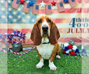 Basset Hound Dogs for adoption in Long Beach, CA, USA