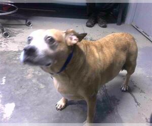 Basset Hound-Rhodesian Ridgeback Mix Dogs for adoption in Tallahassee, FL, USA