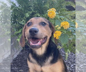 Mutt Dogs for adoption in Boston, MA, USA