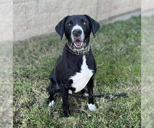 Labrador Retriever-Unknown Mix Dogs for adoption in Modesto, CA, USA