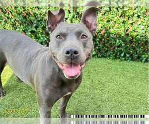 American Pit Bull Terrier Dogs for adoption in West Palm Beach, FL, USA