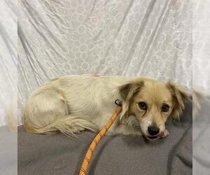 Chihuahua Dogs for adoption in Modesto, CA, USA