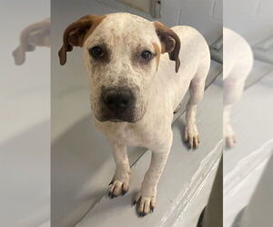 Mutt Dogs for adoption in Augusta, GA, USA