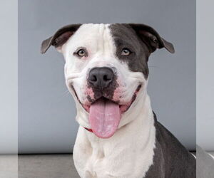 American Pit Bull Terrier Dogs for adoption in Pasadena, CA, USA