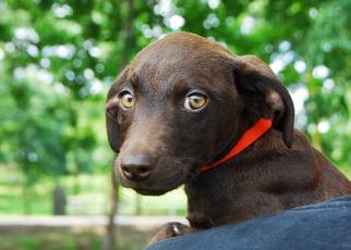 Mutt Dogs for adoption in Memphis, TN, USA
