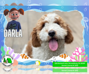 Cavalier King Charles Spaniel Dogs for adoption in Stroudsburg, PA, USA