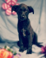 Medium Photo #1 Labrador Retriever-Unknown Mix Puppy For Sale in Chicago, IL, USA