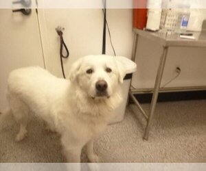 Great Pyrenees Dogs for adoption in Henderson, NV, USA