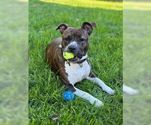 American Pit Bull Terrier Dogs for adoption in Derwood, MD, USA