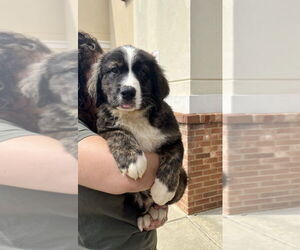 Great Pyrenees-Unknown Mix Dogs for adoption in Mooresville, NC, USA