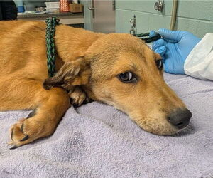 Mutt Dogs for adoption in Shelburne, VT, USA