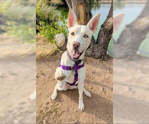 Labrador Retriever-Siberian Husky Mix Dogs for adoption in Brighton, CO, USA